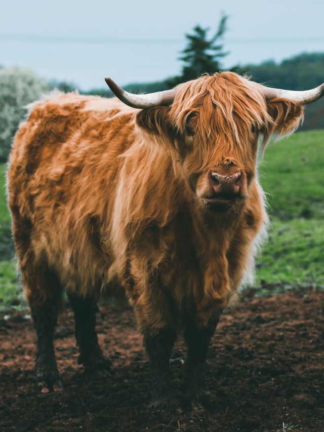 How To Recognise Scottish Highland cow cattle?